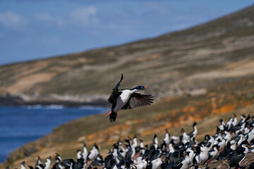 Breeding colony of Imperial Shag (Phalacrocorax atriceps albiventer) on the coast of Carcass Island...