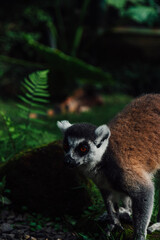 ring lemur
