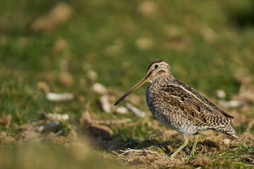 Magellanic Snipe (Gallinago paraguaiae magellanica) looking for food on Carcass Island in the Falkland Islands.