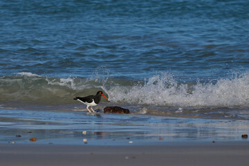 Magellanic Oystercatcher (Haematopus leucopodus) on the coast of Carcass Island in the Falkland...