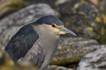 Black-crowned Night-heron (Nycticorax nycticorax falklandicus) on the coast of Carcass Island in the Falkland Islands.