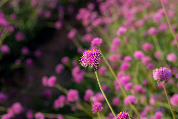 closeup gomphrena globosa amaranthus flowers