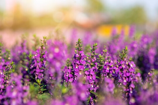 angelonia goyazensis benth in in flowers village, udon thani province in thailand