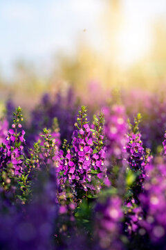 angelonia goyazensis benth in in flowers village, udon thani province in thailand