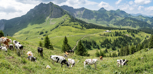 Naklejka premium Panorama in den Alpen im Sommer mit Kühen