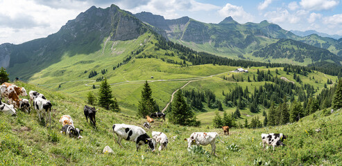 Panorama in den Alpen im Sommer mit Kühen