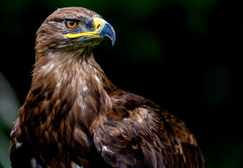 Steinadler