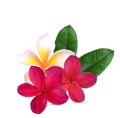 Plumeria, frangipani flowers red ,red ,pink  isolated on transparent. - obrazy, fototapety, plakaty