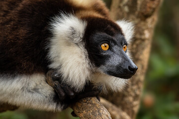 Naklejka premium Black and White Ruffed Lemur - Varecia variegata, beautiful lemur from Madagascar east coast forests, Madagascar.