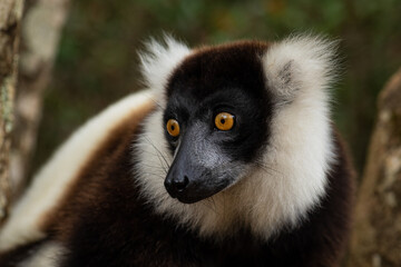 Black and White Ruffed Lemur - Varecia variegata, beautiful lemur from Madagascar east coast forests, Madagascar.