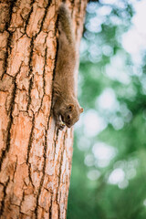 beautiful the west lake scenery, landscape with sunset in hangzhou,China