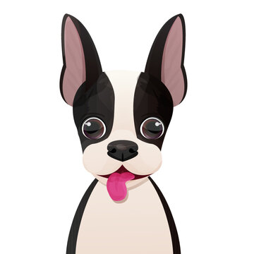 Boston terrier face, puppy head, portrait in cartoon style isolated on white background. Cute dog, print design