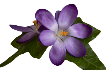 Macro of a purple flower in PNG format