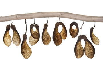 Garland of maple seeds, cut out and hung on a branch, PNG format