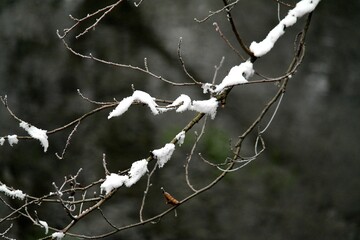 Trees, branches and water in the snow