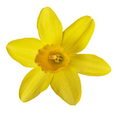 Macro of a yellow daffodil flower in PNG format © sissoupitch