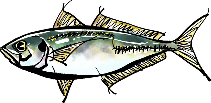 真アジ の画像 754 件の Stock 写真 ベクターおよびビデオ Adobe Stock