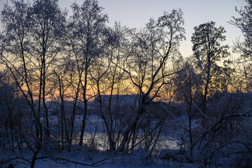 Hoarfrost on trees in winter evening.