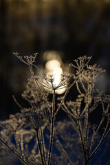 Hoarfrost on dry grass in winter time.