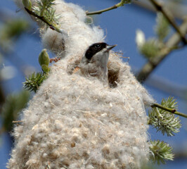 Penduline tit in the nest