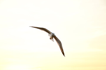 seagull in flight