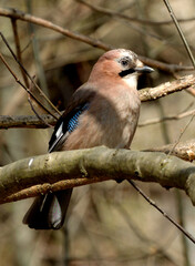 Jay on the branch
