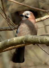 Jay on the branch