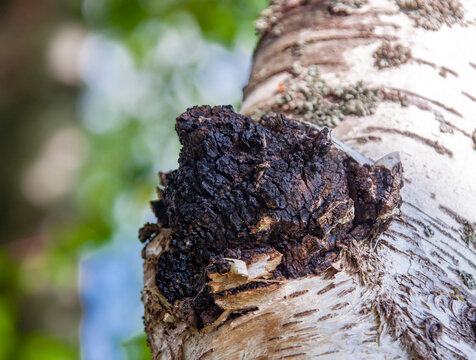 Mushroom chaga black birch close-up on the trunk of living tree.