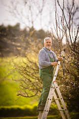 Senior gardener gardening in his permaculture garden - getting ready for the season, carrying out...