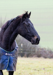 Obraz premium Hannoveraner auf der Winterweide