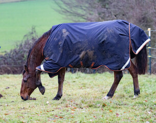 ein braunes Pferd eingedeckt mit einer blauen neuen Regendecke mit Reflektoren auf der Futtersuche...