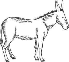 Donkey sketch. Farm animal. Hand drawn mammal
