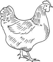 Fototapeta na wymiar Hen sketch. Hand drawn chicken. Farm bird