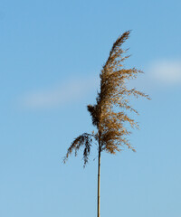 Reed against the sky