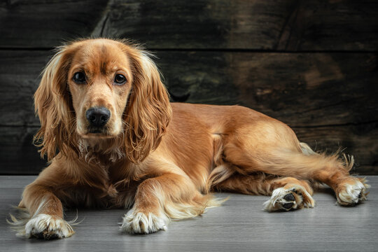 portrait of a dog english cocker spanie on a dark background, place for text