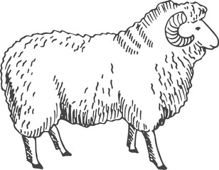 Ram sketch. Sheep drawing. Hand drawn animal