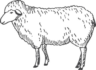 Naklejka na ściany i meble Lamb sketch. Farm wool animal. Sheep drawing