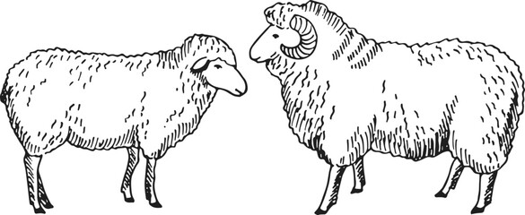 Sheep sketch. Farm animals drawing. Livestock icon