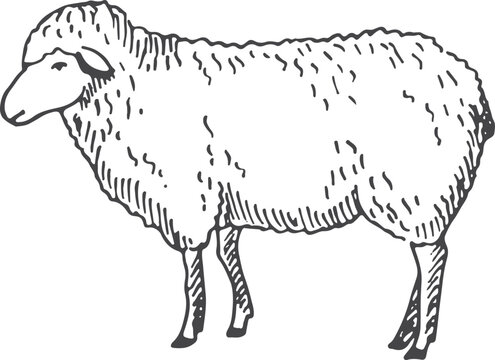recommend clip art: Lamb sketch. Farm wool animal. Sheep drawing