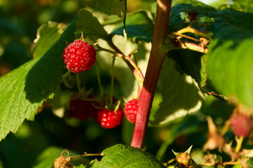Raspberry in the garden