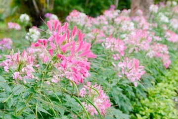 Pink, purple and white Cleome spinosa flowers forms a beautiful scenery. Cleome spinosa, called the Spiny Spider Flower or Cleome Hassleriana.