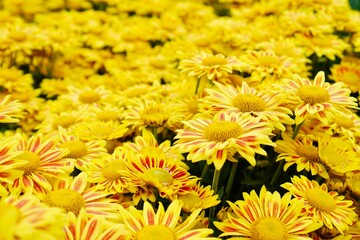 Blooming yellow small chrysanthemums. chrysanthemums flower field background.