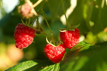 raspberry on a bush