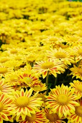 Blooming yellow small chrysanthemums. chrysanthemums flower field background.