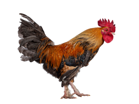 Studio shot of beautiful and well looked after male chicken / cock, standing side ways. Looking straight ahead. Isolated cutout on transparent background.
