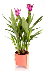 Curcuma splash plant in a flower pot purple two red flowers full exotic asian Siam Tulip beautiful plant flower from Thailand in flowerpot with wooden feet isolated white background 