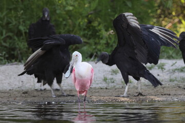 Roseate Spoonbill Myakka River State Park Florida USA