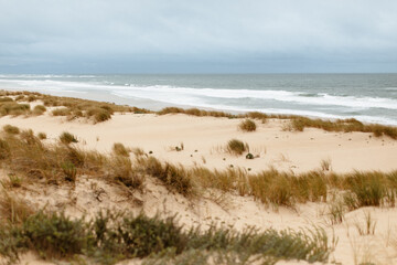 Fototapeta na wymiar Dunes de sable au bord de l'océan