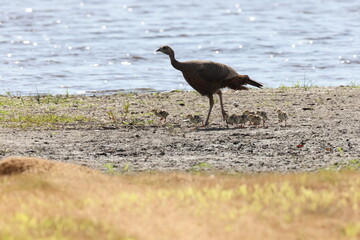  wild turkey (Meleagris gallopavo) Myakka River State Park Florida USA