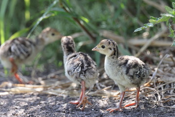  wild turkey (Meleagris gallopavo) Myakka River State Park Florida USA